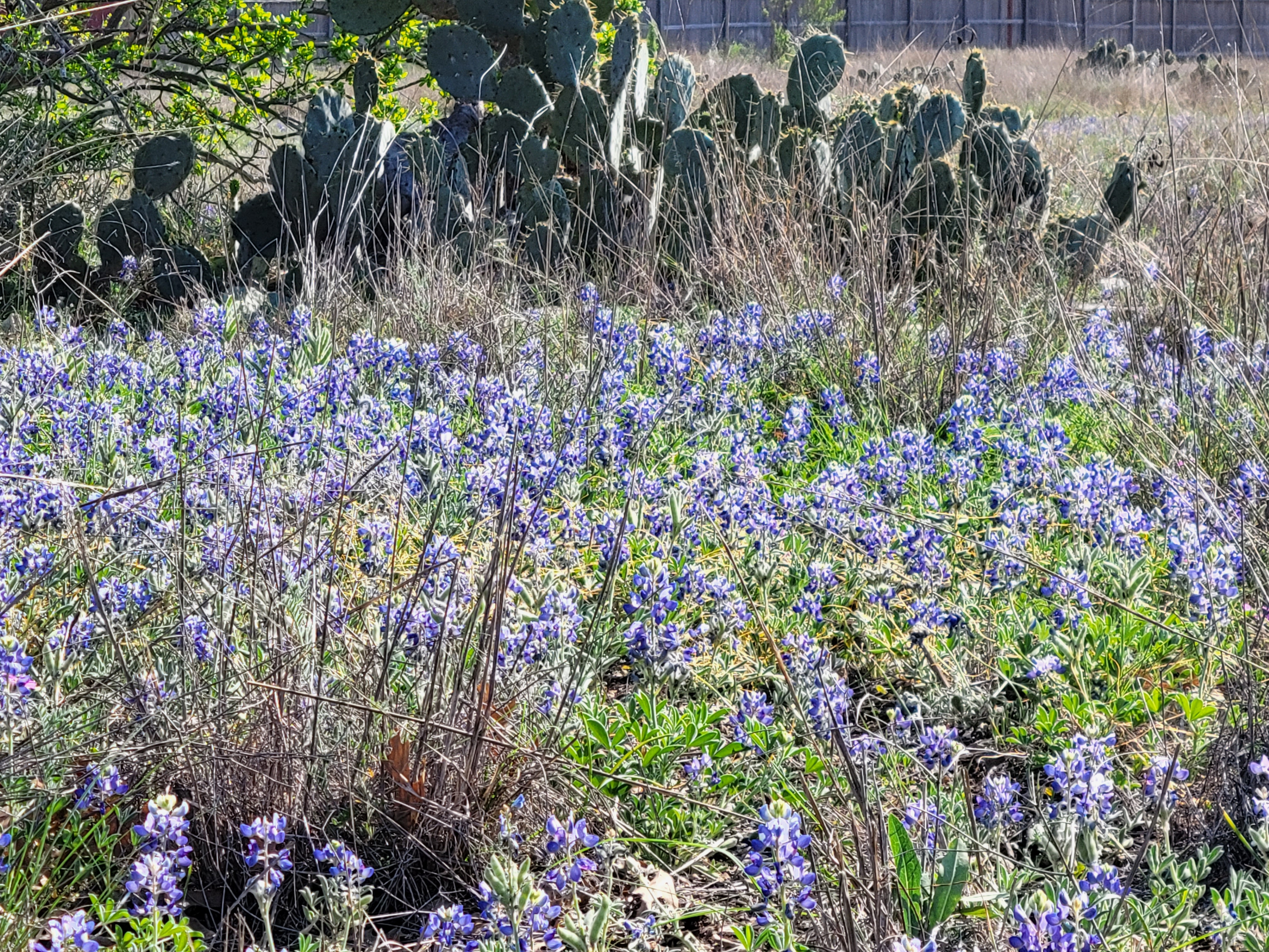 Bluebonnets