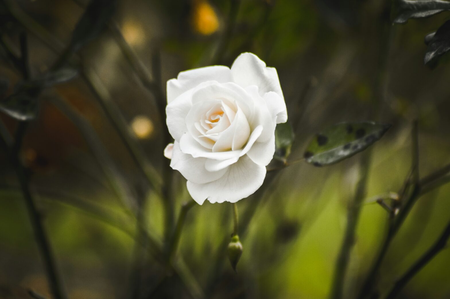 Honoring Loss on Mother’s Day