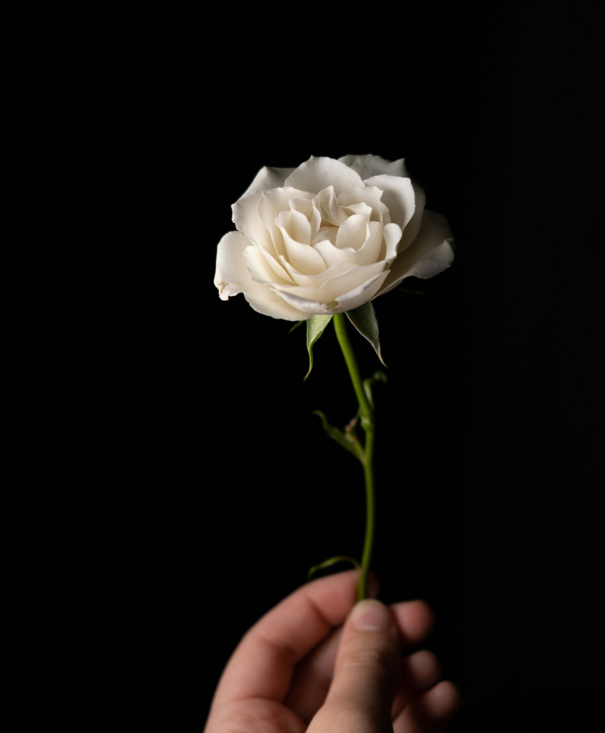 rose